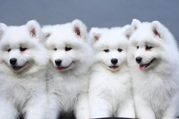 2021济南市狗证办理地点及费用