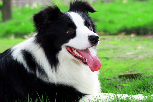 2021济南市狗证办理地点及费用