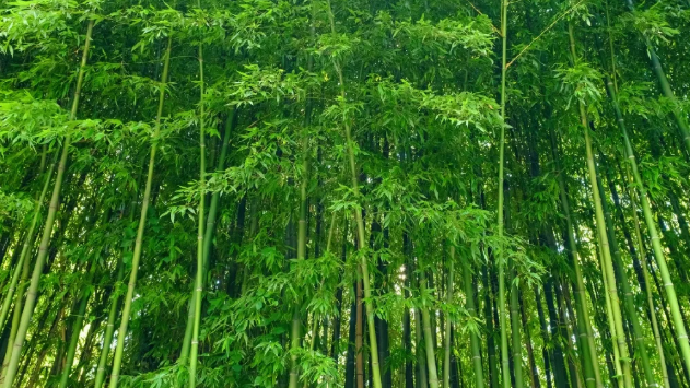 2021杭州五一景区门票半价及免费信息汇总-优惠时间及条件 2021杭州五一景区门票半价及免费信息汇总-优惠时间及条件