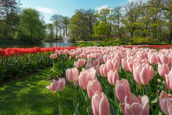 2021年五家渠郁金香节时间在哪 乌鲁木齐郁金香节活动汇总 2021年五家渠郁金香节时间在哪 乌鲁木齐郁金香节活动汇总