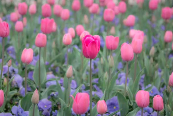 2021年五家渠郁金香节时间在哪 乌鲁木齐郁金香节活动汇总 2021年五家渠郁金香节时间在哪 乌鲁木齐郁金香节活动汇总