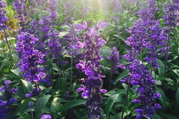 2021广州五一薰衣草花海节时间-地点-门票价格