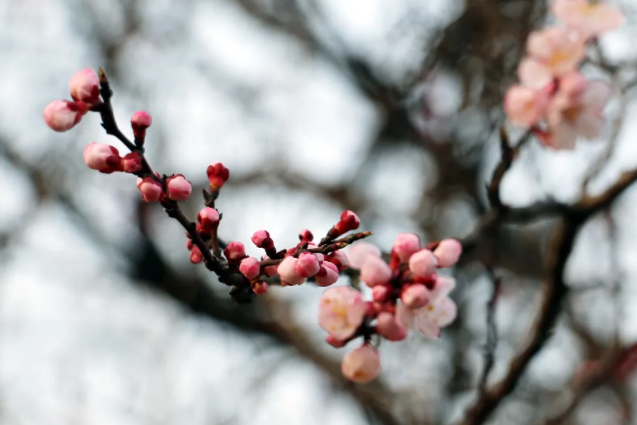 2021年乌素图杏花节时间及活动详情 呼和浩特文艺活动汇总 2021年乌素图杏花节时间及活动详情 呼和浩特文艺活动汇总