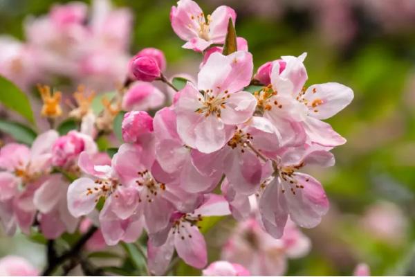 2021石家庄荣国府花卉开放时间表-赏花指南 2021石家庄荣国府花卉开放时间表-赏花指南