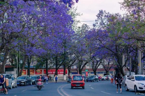2021西昌藍花楹大道在哪里 西昌藍花楹最佳觀賞期 2021西昌藍花楹大道在哪里 西昌藍花楹最佳觀賞期