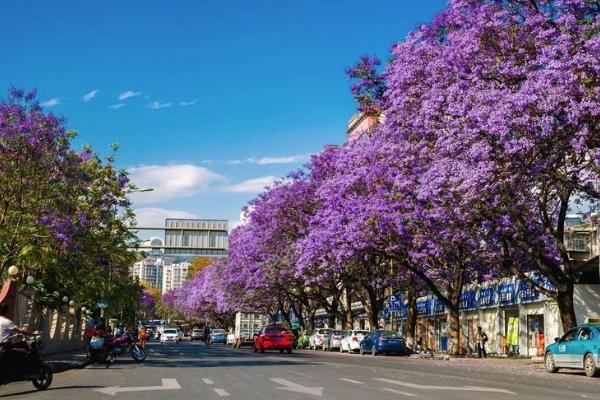 2021西昌藍花楹大道在哪里 西昌藍花楹最佳觀賞期 2021西昌藍花楹大道在哪里 西昌藍花楹最佳觀賞期