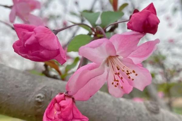 2021上海海棠花开了吗 上海海棠花最佳观赏地点推荐