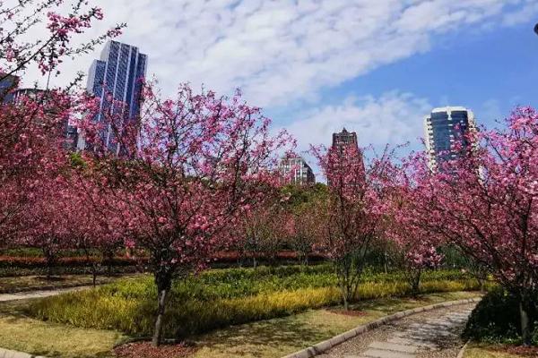 2021上海海棠花开了吗 上海海棠花最佳观赏地点推荐