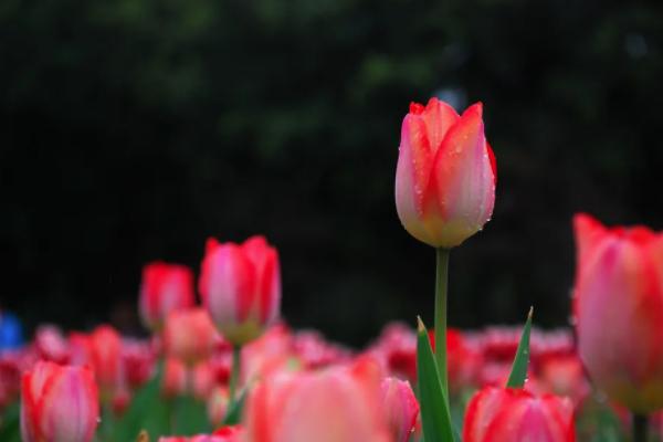 2021湖南省植物园有什么花 湖南省植物园春季花展攻略