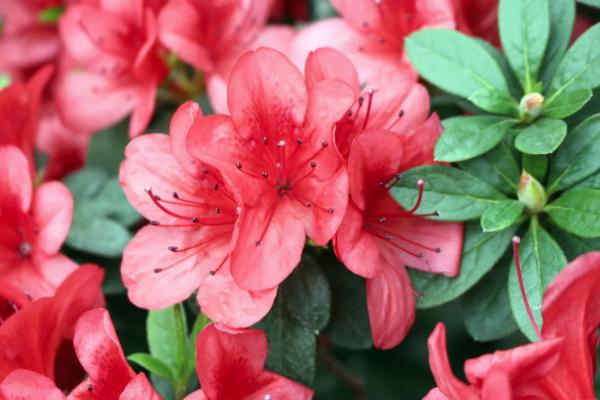 2021湖南省植物园有什么花 湖南省植物园春季花展攻略