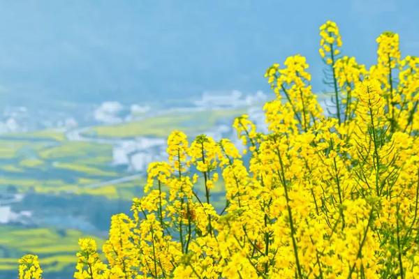 徽州哪些地方好玩 徽州春季适合去哪里 徽州哪些地方好玩 徽州春季适合去哪里