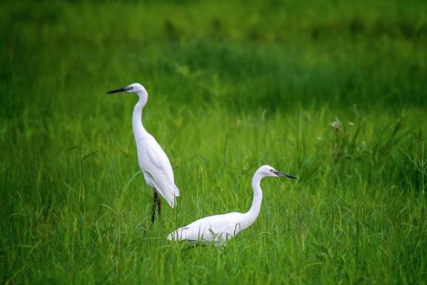 2021东莞观鸟点有哪些 东莞观鸟地点推荐 2021东莞观鸟点有哪些 东莞观鸟地点推荐