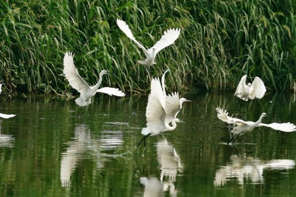 2021東莞觀鳥點有哪些 東莞觀鳥地點推薦