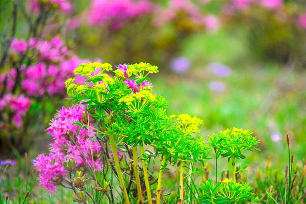 香格里拉杜鹃花什么时候开 2021香格里拉哪里有杜鹃花看