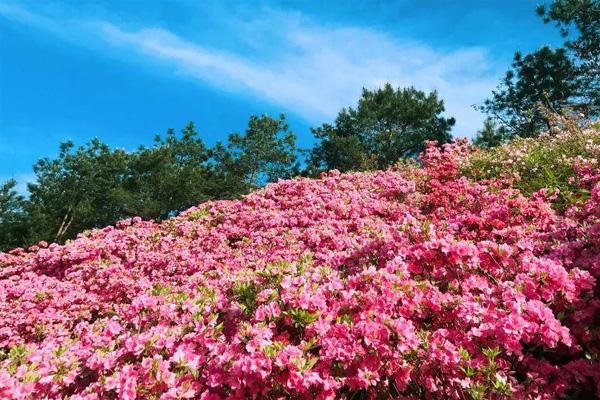 2021金华有哪些赏花的地方  2021金华有哪些赏花的地方