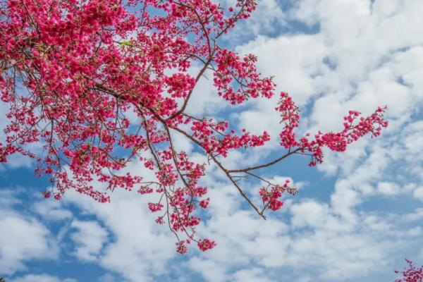 2021韶关赏花去哪里 韶关赏花地点推荐 2021韶关赏花去哪里 韶关赏花地点推荐