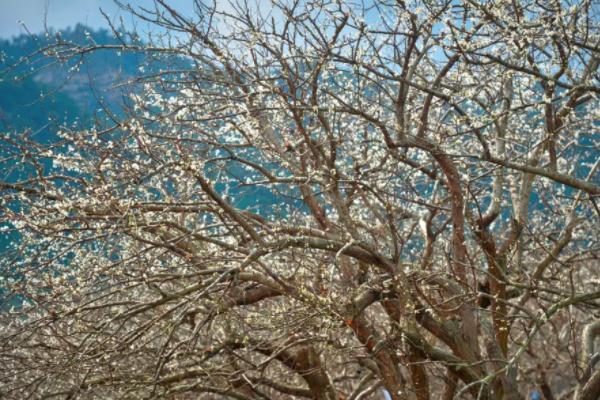 2021韶关赏花去哪里 韶关赏花地点推荐 2021韶关赏花去哪里 韶关赏花地点推荐