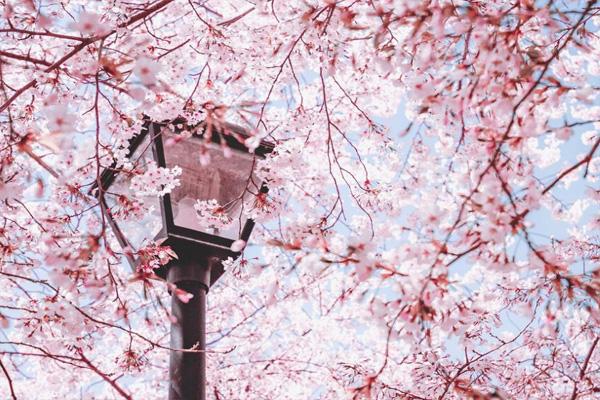 2021青岛赏樱花的地方 青岛樱花赏花指南