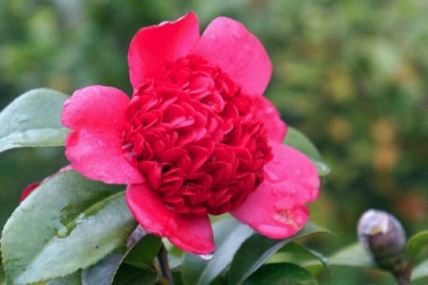 十堰赏花哪里好 十堰赏花地推荐2021