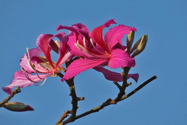 2021年蘭溪市梅江紫荊花節是什么時候 附游玩指南 2021年蘭溪市梅江紫荊花節是什么時候 附游玩指南