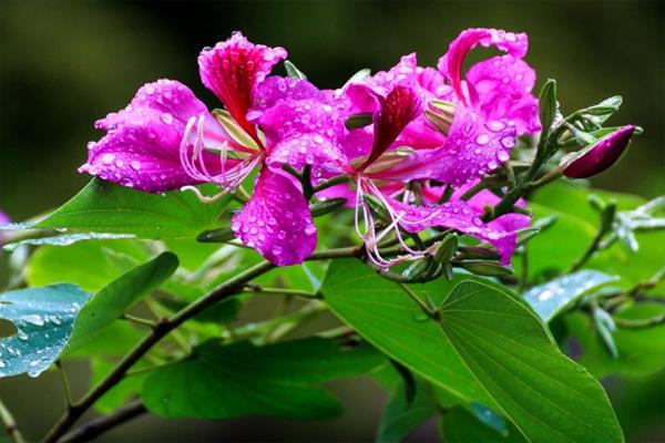 2021年蘭溪市梅江紫荊花節是什么時候 附游玩指南 2021年蘭溪市梅江紫荊花節是什么時候 附游玩指南