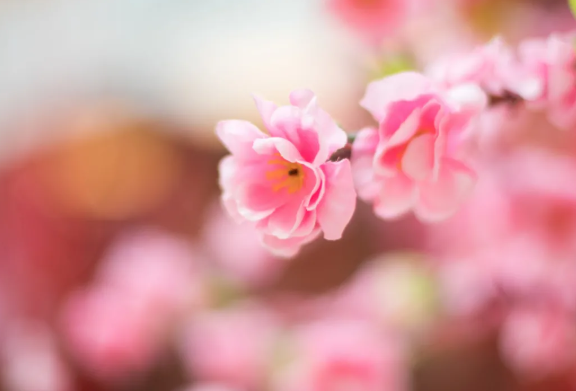 2021昆明郊野公园桃花节时间及活动详情-观赏点推荐