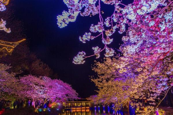 2021无锡鼋头渚樱花节烟花是几点开始 夜樱游玩攻略 2021无锡鼋头渚樱花节烟花是几点开始 夜樱游玩攻略