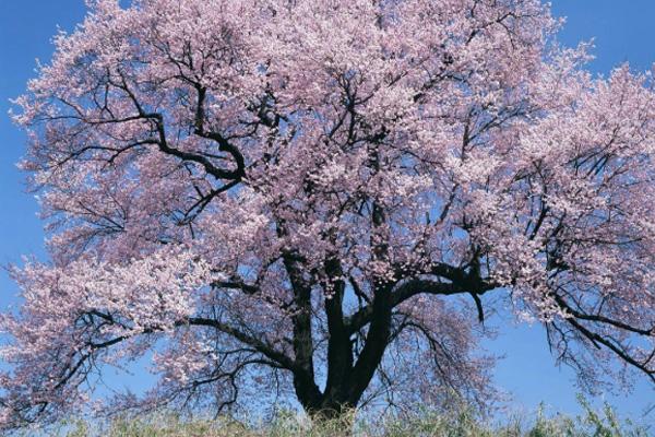 2021年成都樱花什么时候开 成都樱花在哪里看