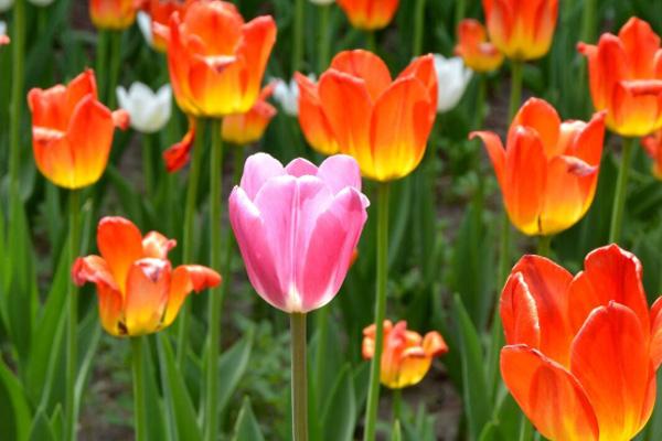 2021南京赏花去哪里 南京油菜花哪里开的好 2021南京赏花去哪里 南京油菜花哪里开的好