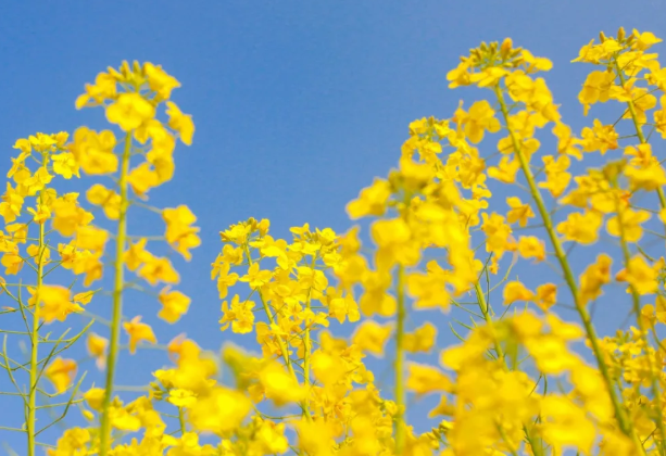 2021南京赏花去哪里 南京油菜花哪里开的好 2021南京赏花去哪里 南京油菜花哪里开的好