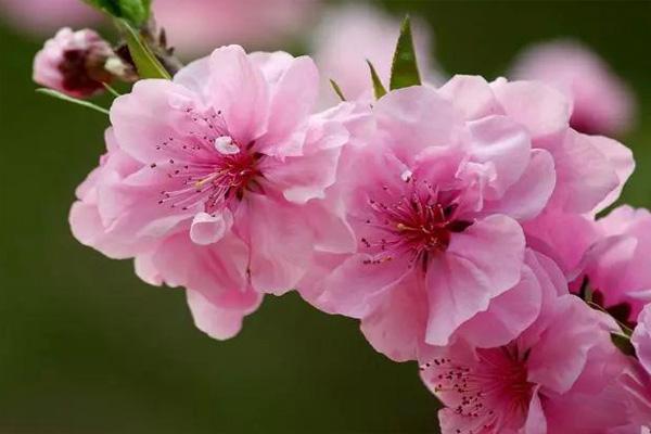 2021宜昌宜都桃花節活動攻略及交通指南