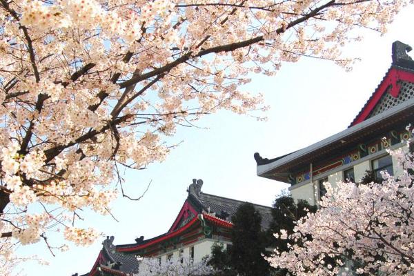 南京鸡鸣寺樱花开放时间2021 鸡鸣寺樱花最佳观赏时间