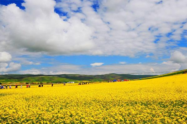贵州油菜花海在哪里 附交通指南 贵州油菜花海在哪里 附交通指南