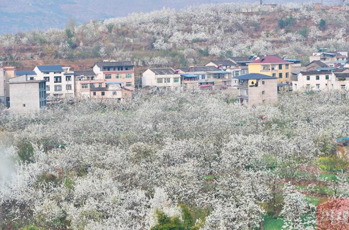 汉源梨花节是多久几月几号 汉源梨花什么时候开