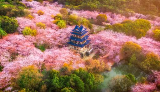 无锡樱花开放时间几月份开花   无锡樱花什么时候开