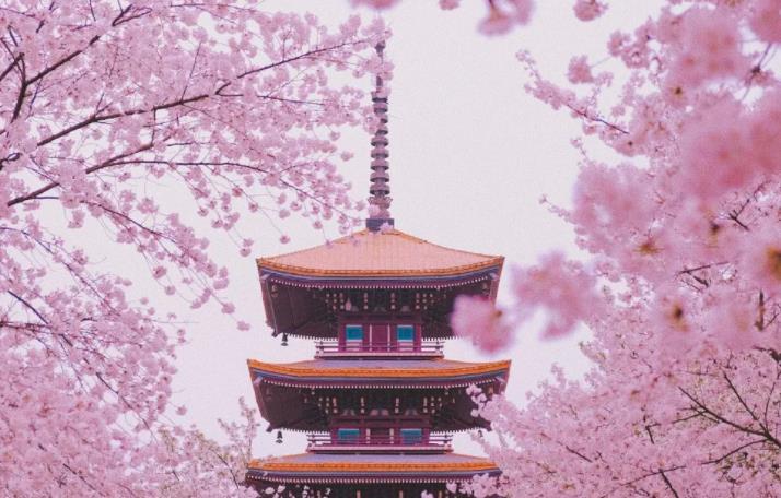 2022鸡鸣寺樱花开放时间几月什么时候开花  每年3月下旬到4月上旬去最好