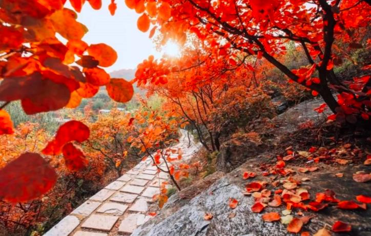 香山红叶几月份好看  什么时候红