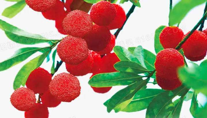 杨梅几月份成熟，每年六到七月份（好吃到哭的品种）