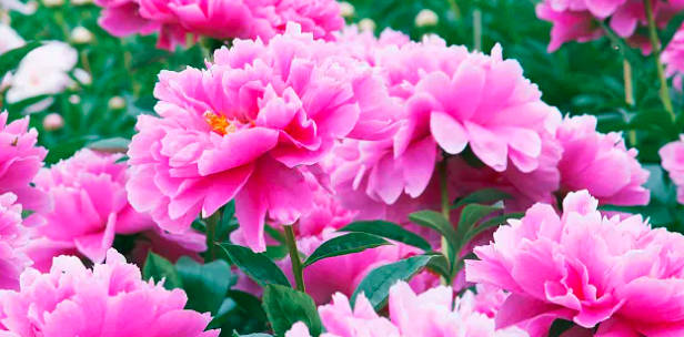 第十屆中國花卉博覽會的會花是什么?牡丹（2021年6月8日上海舉行）