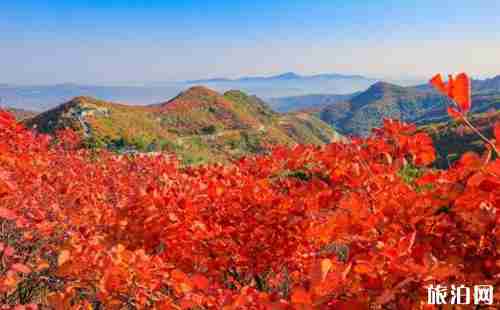 2018北京红叶最佳观赏景点地址+门票+交通+停车信息