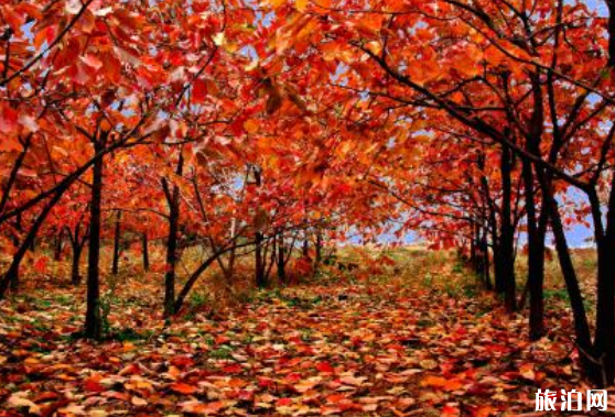 2018北京红叶最佳观赏景点地址+门票+交通+停车信息