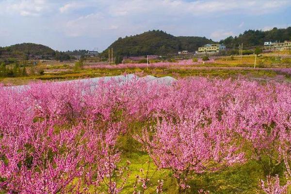 贵阳永乐桃花开了吗2021年附交通指南及花期