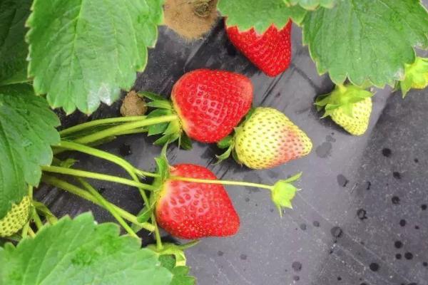 2021上海花果宝山有哪些好玩的 上海花果宝山游玩攻略