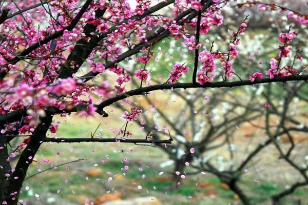 2021西溪湿地梅花什么时候开