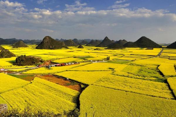 2021长沙赏油菜花有哪些地方 赏花地点推荐