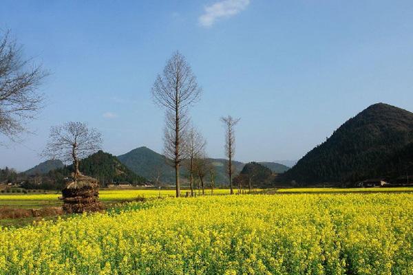 2021长沙赏油菜花有哪些地方 赏花地点推荐
