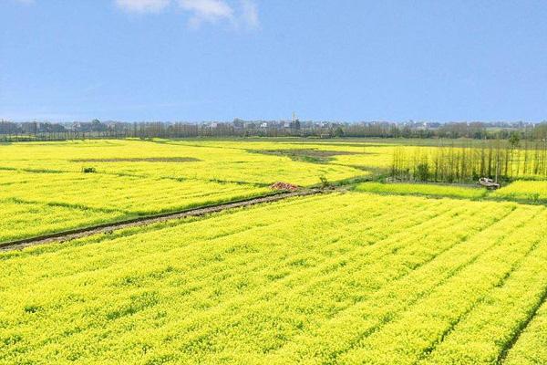 2021长沙赏油菜花有哪些地方 赏花地点推荐