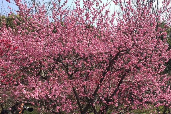 2021上海世纪公园樱花什么时候开