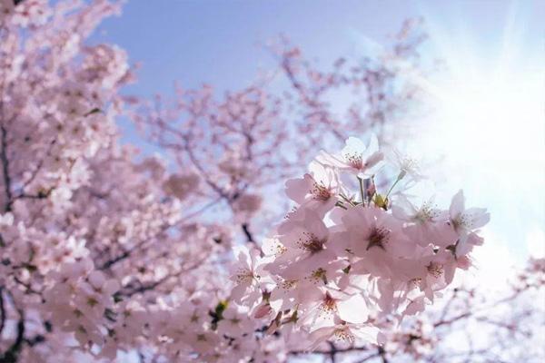 2021上海世纪公园樱花什么时候开