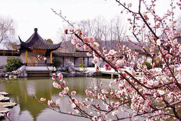 杭州超山梅花开了吗2021 杭州超山梅花节活动汇总